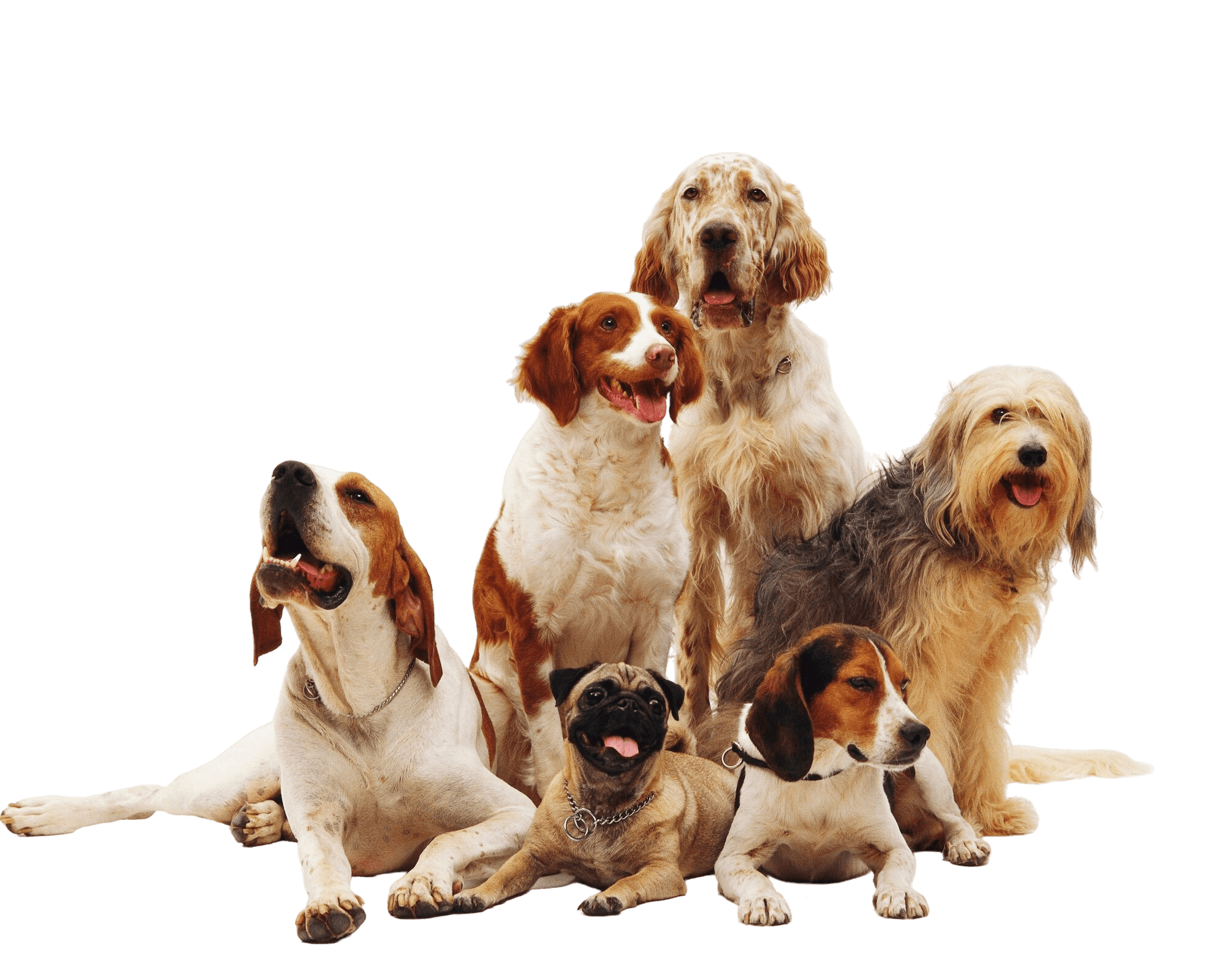 Happy dogs of different breeds resting together