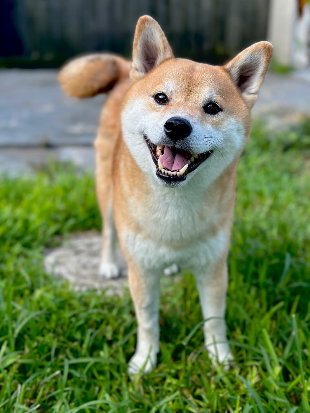 Digital Marketing for Pet Stores